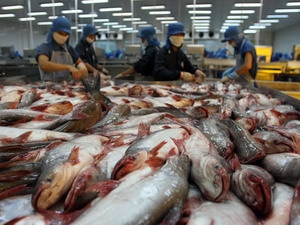 Nha Trang Seafoods not dumping tra fish on US market